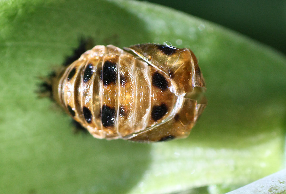 Esuvia di emittero ? No. Pupa di Harmonia axyridis